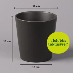 Bogenhanf In Keramiktopf Anthrazit, Topf-Ø 12 Cm, Höhe Ca. 35-45 Cm, 3er-Set -Stilvoller Gartenbedarfsladen 021010 Dallas anthrazit 14cm mit Abmessungen 111824