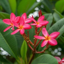 Ausgewählte Produkte 5 Frangipani, Rosarot, Topf-Ø 14/15 Cm