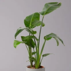 Ausgewählte Produkte -Stilvoller Gartenbedarfsladen 0210104742 Strelitzia nicolai T17 2