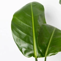 Strelitzia Nicolai, Topf-Ø 17 Cm, Höhe Ca. 55 Cm -Stilvoller Gartenbedarfsladen 0210104742 Strelitzia nicolai T17 4