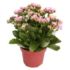 Kalanchoe 'Calandiva'®, Rosa-weiß, Topf-Ø 12 Cm, Höhe Ca. 27,5 Cm, 6er-Set -Stilvoller Gartenbedarfsladen 0210350156 Kalanchoe Cal rosa weiss