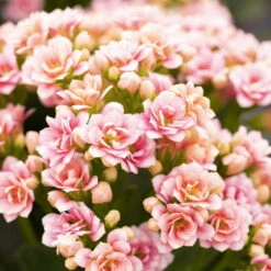 Ausgewählte Produkte -Stilvoller Gartenbedarfsladen 0210350156 Kalanchoe Cal rosa weiss1