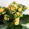 Kalanchoe 'Calandiva'®, Gelb, Topf-Ø 12 Cm, Höhe Ca. 27,5 Cm, 6er-Set