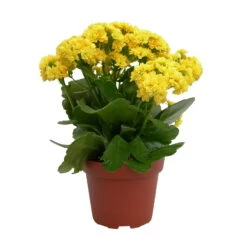 Kalanchoe 'Calandiva'®, Gelb, Topf-Ø 12 Cm, Höhe Ca. 27,5 Cm, 6er-Set -Stilvoller Gartenbedarfsladen 0210350157 Kalanchoe Cal gelb