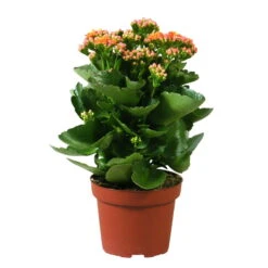Kalanchoe 'Calandiva'®, Orange, Topf-Ø 12 Cm, Höhe Ca. 27,5 Cm, 6er-Set -Stilvoller Gartenbedarfsladen 0210350158 Kalanchoe Cal orange
