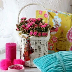 Kalanchoe 'Calandiva'®, Violett, Topf-Ø 12 Cm, Höhe Ca. 27,5 Cm, 6er-Set -Stilvoller Gartenbedarfsladen 0210350159 Kalanchoe cal violett2