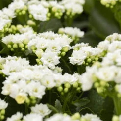 Ausgewählte Produkte -Stilvoller Gartenbedarfsladen 0210350168 Kalanchoe Cal weiss 12cm T H26cm