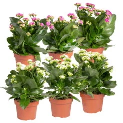 Ausgewählte Produkte 3 Kalanchoe 'Calandiva'®, Weiß&violett, Topf-Ø 12 Cm, Höhe Ca. 20-30 Cm, 6er-Set