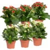 Kalanchoe 'Calandiva'®, Weiß & Rot, Topf-Ø 12 Cm, Höhe Ca. 20-30 Cm, 6er-Set