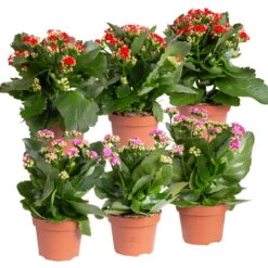Ausgewählte Produkte 17 Kalanchoe 'Calandiva'®, Rot&violett, Topf-Ø 12 Cm, Höhe Ca. 20-30 Cm, 6er-Set