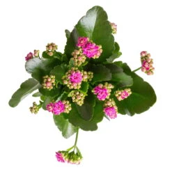 Kalanchoe 'Calandiva'®, Gelb&violett, Topf-Ø 12 Cm, Höhe Ca. 20-30 Cm, 6er-Set -Stilvoller Gartenbedarfsladen 0210350382 Kalanchoe violett 6er Set 6xviolett 1 2