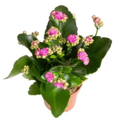 Ausgewählte Produkte -Stilvoller Gartenbedarfsladen 0210350382 Kalanchoe violett 6er Set 6xviolett 3 3