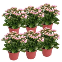 Ausgewählte Produkte 15 Kalanchoe 'Calandiva'®, Rosa-weiß, Topf-Ø 12 Cm, Höhe Ca. 27,5 Cm, 6er-Set