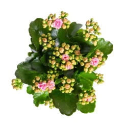 Kalanchoe 'Calandiva'®, Rosa-weiß, Topf-Ø 12 Cm, Höhe Ca. 27,5 Cm, 6er-Set -Stilvoller Gartenbedarfsladen 0210350383 Kalanchoe rosa weiss 6er Set 6xrosa weiss 2
