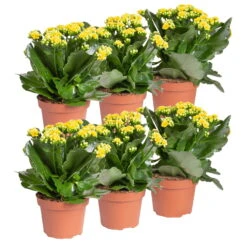 Ausgewählte Produkte -Stilvoller Gartenbedarfsladen 0210350384 Kalanchoe gelb 6er Set 6xgelb 1