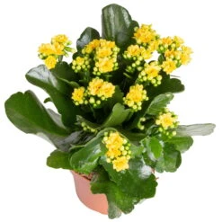 Kalanchoe 'Calandiva'®, Gelb&orange, Topf-Ø 12 Cm, Höhe Ca. 20-30 Cm, 6er-Set -Stilvoller Gartenbedarfsladen 0210350384 Kalanchoe gelb 6er Set 6xgelb 2 1