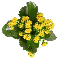Kalanchoe 'Calandiva'®, Gelb&orange, Topf-Ø 12 Cm, Höhe Ca. 20-30 Cm, 6er-Set -Stilvoller Gartenbedarfsladen 0210350384 Kalanchoe gelb 6er Set 6xgelb 3 1