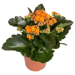 Ausgewählte Produkte -Stilvoller Gartenbedarfsladen 0210350385 Kalanchoe orange 6er Set 6xorange 2 2