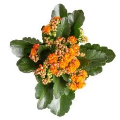 Ausgewählte Produkte -Stilvoller Gartenbedarfsladen 0210350385 Kalanchoe orange 6er Set 6xorange 3