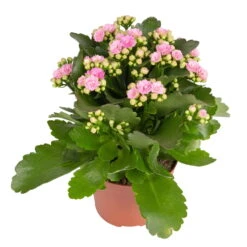 Kalanchoe 'Calandiva'®, Weiß & Rosa, Topf-Ø 12 Cm, Höhe Ca. 20-30 Cm, 6er-Set -Stilvoller Gartenbedarfsladen 0210350386 Kalanchoe rosa 6er Set 6xrosa 1