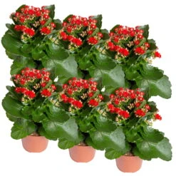 Ausgewählte Produkte -Stilvoller Gartenbedarfsladen 0210350387 Kalanchoe rot 6er Set 6xrot 2