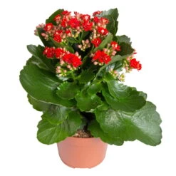 Kalanchoe 'Calandiva'®, Rot&gelb, Topf Topf-Ø 12 Cm, Höhe Ca. 20-30cm, 6er-Set 9 Kalanchoe 'Calandiva'®, Rot&gelb, Topf Topf-Ø 12 Cm, Höhe Ca. 20-30cm, 6er-Set -Stilvoller Gartenbedarfsladen 0210350387 Kalanchoe rot 6er Set 6xrot 21 1