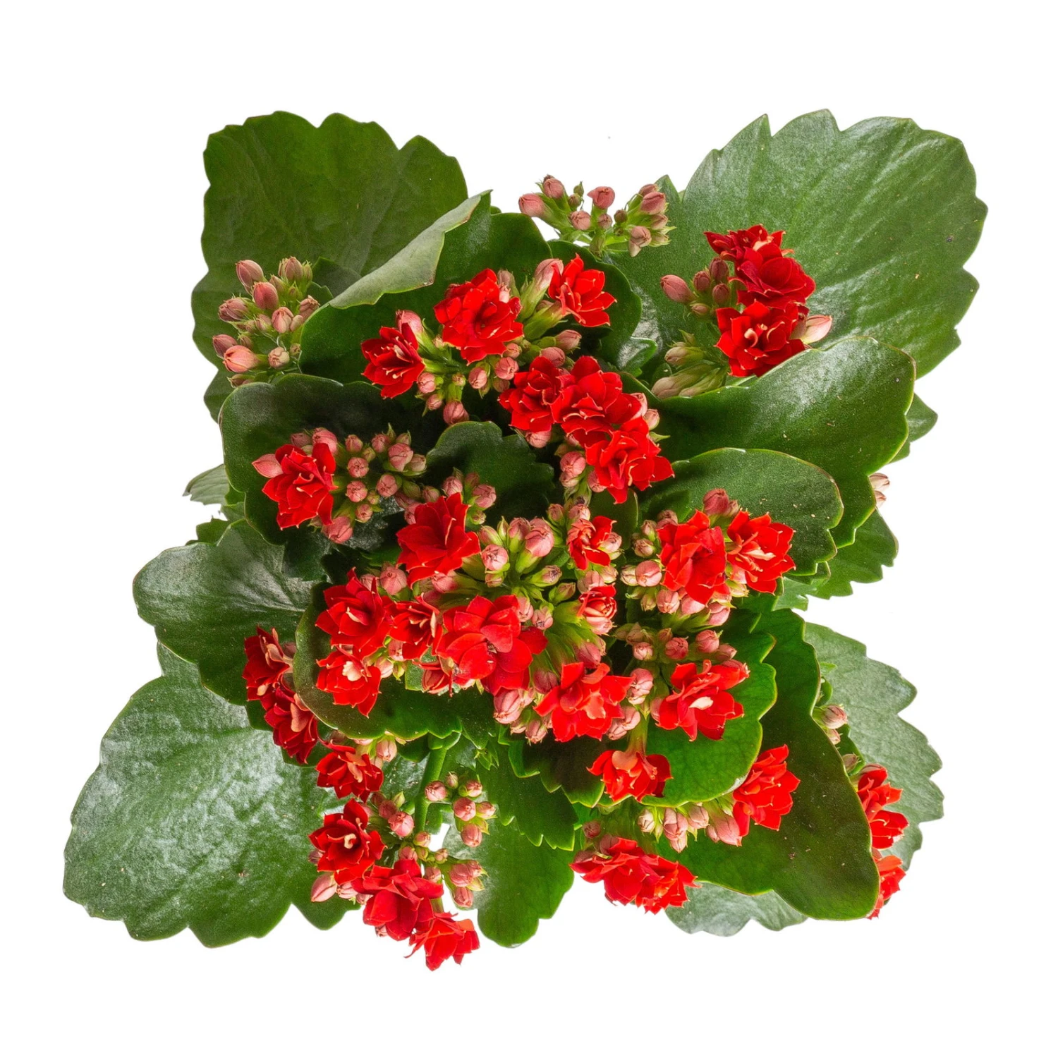 Kalanchoe 'Calandiva'®, Rot&gelb, Topf Topf-Ø 12 Cm, Höhe Ca. 20-30cm, 6er-Set 2 Kalanchoe 'Calandiva'®, Rot&gelb, Topf Topf-Ø 12 Cm, Höhe Ca. 20-30cm, 6er-Set – Bild 2