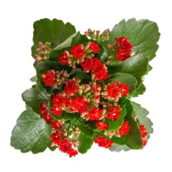 Kalanchoe 'Calandiva'®, Weiß & Rot, Topf-Ø 12 Cm, Höhe Ca. 20-30 Cm, 6er-Set -Stilvoller Gartenbedarfsladen 0210350387 Kalanchoe rot 6er Set 6xrot 3 3