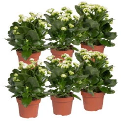 Kalanchoe 'Calandiva'®, Weiß, Topf-Ø 12 Cm, Höhe Ca. 27,5 Cm, 6er-Set