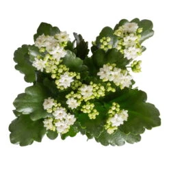 Ausgewählte Produkte -Stilvoller Gartenbedarfsladen 0210350388 Kalanchoe weiss 6er Set 6xweiss 1 3