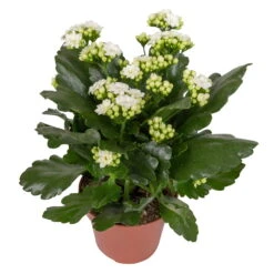 Kalanchoe 'Calandiva'®, Weiß & Rosa, Topf-Ø 12 Cm, Höhe Ca. 20-30 Cm, 6er-Set -Stilvoller Gartenbedarfsladen 0210350388 Kalanchoe weiss 6er Set 6xweiss 2 3