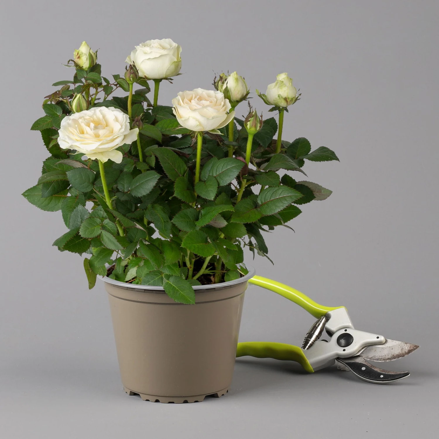 Rose 'Infinity' Weiß, Topf-Ø 14 Cm, 2er-Set 2 Rose 'Infinity' Weiß, Topf-Ø 14 Cm, 2er-Set – Bild 2