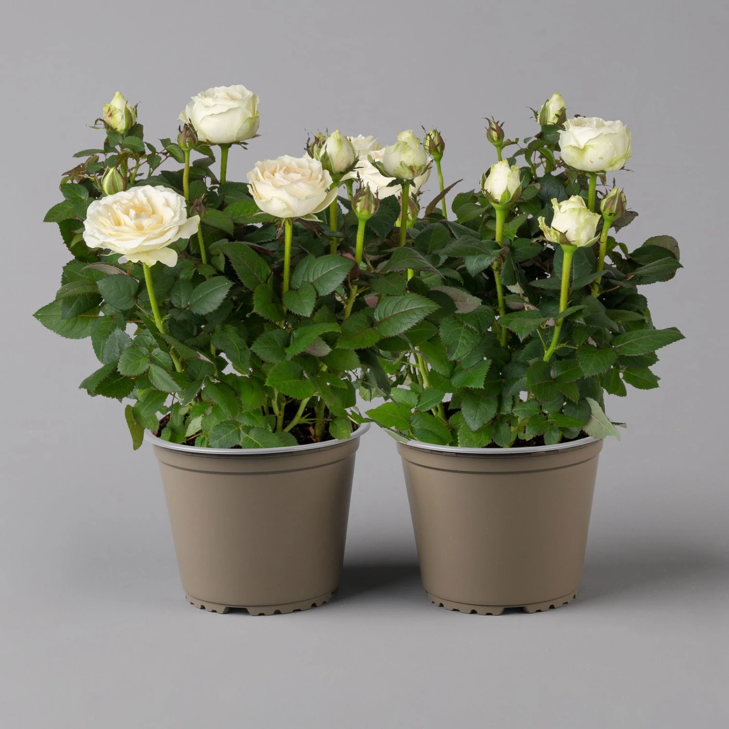 Rose 'Infinity' Weiß, Topf-Ø 14 Cm, 2er-Set 1 Rose 'Infinity' Weiß, Topf-Ø 14 Cm, 2er-Set