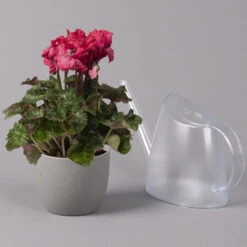 Alpenveilchen, Rot, Gefranst, Topf-Ø 10,5 Cm, Höhe Ca. 23 Cm, 6er-Set -Stilvoller Gartenbedarfsladen 0210600496 Cyclamen Merengue rot 10cm 3er Set 2 115541