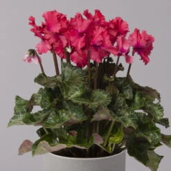 Alpenveilchen, Rot, Gefranst, Topf-Ø 10,5 Cm, Höhe Ca. 23 Cm, 6er-Set -Stilvoller Gartenbedarfsladen 0210600496 Cyclamen Merengue rot 10cm 3er Set 4 115540