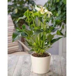 Flamingoblume 'White Champion', Weiß, Topf-Ø 12 Cm, Höhe Ca. 35 Cm 10 Flamingoblume 'White Champion', Weiß, Topf-Ø 12 Cm, Höhe Ca. 35 Cm -Stilvoller Gartenbedarfsladen 0210650113 Anthurium andr White Champion
