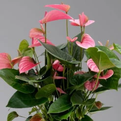 Ausgewählte Produkte -Stilvoller Gartenbedarfsladen 0210650450 Anthurium andrPink Champion T21 H65 4 126765