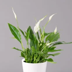 Einblatt 'Bellini', Topf-Ø 13 Cm, Mit Topf Dallas Weiß, Höhe Ca. 30 Cm, 3er-Set -Stilvoller Gartenbedarfsladen 0210660074 Spathiphyllum walisii im UeT Dallas weiss 2