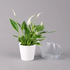 Einblatt 'Bellini', Topf-Ø 13 Cm, Mit Topf Dallas Weiß, Höhe Ca. 30 Cm, 3er-Set -Stilvoller Gartenbedarfsladen 0210660074 Spathiphyllum walisii im UeT Dallas weiss 3