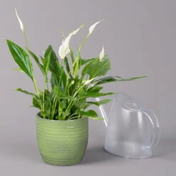 Einblatt 'Bellini' In Keramiktopf Bergamo Grün, Topf-Ø 13 Cm, Höhe Ca. 30 Cm -Stilvoller Gartenbedarfsladen 0210660087 Spathiphyllum in Uebertopf Bergamo gruen 3