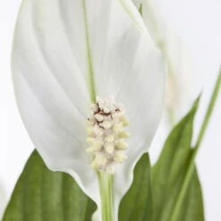 Einblatt 'Bellini' In Übertopf Vibes Blau, Topf-Ø 13 Cm, Höhe Ca. 30 Cm -Stilvoller Gartenbedarfsladen 0210660098 0210660099 0210660100 0210660101 Spathiphyllum Bellini 1 124913