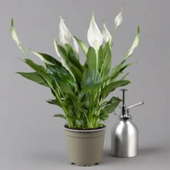 Einblatt 'Bellini' In Übertopf Vibes Blau, Topf-Ø 13 Cm, Höhe Ca. 30 Cm -Stilvoller Gartenbedarfsladen 0210660098 0210660099 0210660100 0210660101 Spathiphyllum Bellini 124912