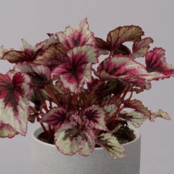 Blattbegonie 'Evening Glow', Topf-Ø 12 Cm, Höhe Ca. 25 Cm, 3er-Set -Stilvoller Gartenbedarfsladen 0210900311 Blattbegonie Evening Glow 3er Set 3