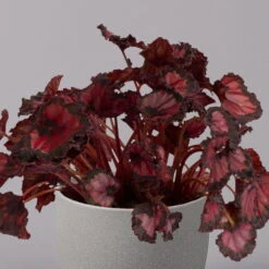 Blattbegonie 'Inca Night', Topf-Ø 12 Cm, Höhe Ca. 25 Cm, 3er-Set -Stilvoller Gartenbedarfsladen 0210900312 Blattbegonie Inca Night 3er Set 3