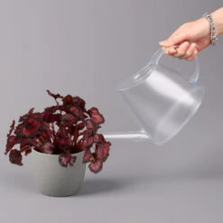 Blattbegonie 'Inca Night', Topf-Ø 12 Cm, Höhe Ca. 25 Cm, 3er-Set -Stilvoller Gartenbedarfsladen 0210900312 Blattbegonie Inca Night 3er Set 4