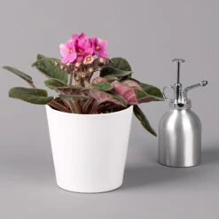 Usambaraveilchen In Keramiktopf Dallas Weiß, Pink, Topf-Ø 12 Cm, 3er-Set -Stilvoller Gartenbedarfsladen 0210950110 Saintpaulia pink in Topf Dallas weiss H20cm T14cm 3erSet1 116534