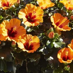 Hibiskus, Graff® 'Petit Orange', Mit Keramiktopf Dallas Weiß, Topf-Ø 13 Cm -Stilvoller Gartenbedarfsladen 0213100211 0213100212 0213100213 0213100227 0213100228 Hibiscus Petit Orange