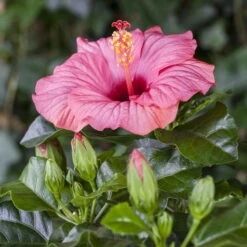 Hibiskus, Rosa, Topf-Ø 13 Cm, Höhe Ca. 35 Cm, 2er-Set -Stilvoller Gartenbedarfsladen 0213100217 0213100218 0213100219 0213100231 0213100232 Hibiscus rosa 1