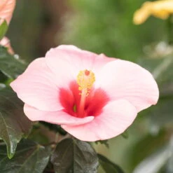 Hibiskus, Rosa, Topf-Ø 13 Cm, Höhe Ca. 35 Cm, 2er-Set -Stilvoller Gartenbedarfsladen 0213100217 0213100218 0213100219 0213100231 0213100232 Hibiscus rosa 2