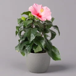 Hibiskus, Rosa, Topf-Ø 13 Cm, Höhe Ca. 35 Cm, 2er-Set -Stilvoller Gartenbedarfsladen 0213100217 Hibiscus rosa 2er Set 2